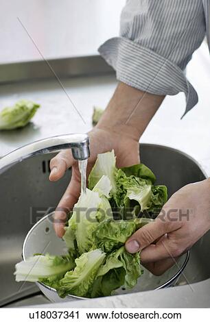 Stock Image - Man washing lettuce in sink. Fotosearch