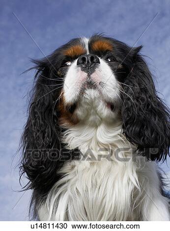 Stock Image - Portrait of dog. Fotosearch