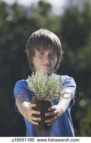 Pre-adolescent boy holding small plant View Large Photo Image Stock Image - Pre-adolescent boy holding small plant. Fotosearch