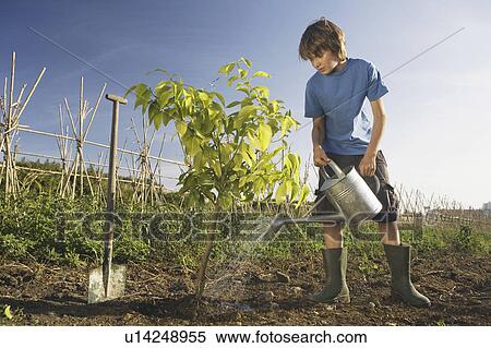 Pre-adolescent boy planting tree View Large Photo Image Stock Photography - Pre-adolescent boy planting tree. Fotosearch