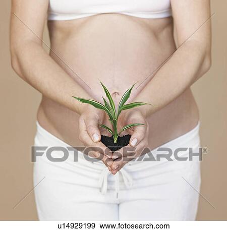 Stock Photo - Pregnancy bump with plant. Fotosearch