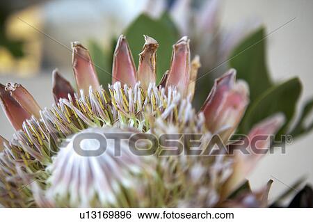 Stock Photograph - Proteaflower closeup. Fotosearch