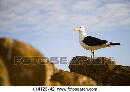 Seagull standing on rock View Large Photo Image Stock Image - Seagull standing on rock. Fotosearch