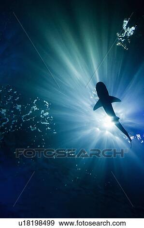 Shark under water View Large Photo Image Stock Photo - Shark under water. Fotosearch