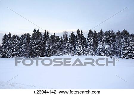 Stock Image - Snow covered pine forest. Fotosearch