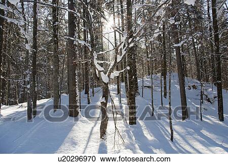Stock Image - Sunlight streaming through winter forest. Fotosearch