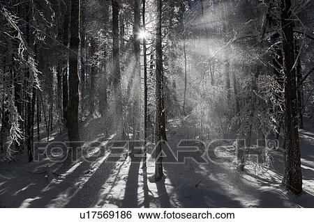 Stock Photograph - Sunlight streaming through winter forest. Fotosearch