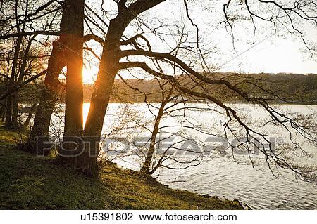 Tree branches over river View Large Photo Image Stock Image - Tree branches over river. Fotosearch