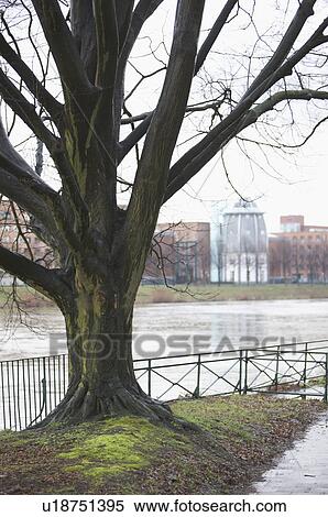 Stock Photography - Tree long-side the river. Fotosearch