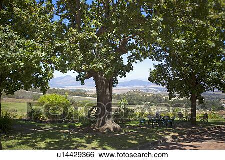 Tree standing in a garden View Large Photo Image Stock Photograph - Tree standing in a garden. Fotosearch