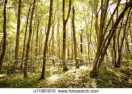Trees in forest View Large Photo Image Stock Image - Trees in forest. Fotosearch