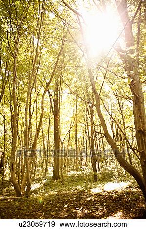 Trees in forest View Large Photo Image Stock Photo - Trees in forest. Fotosearch