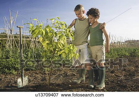 Two boys planting tree View Large Photo Image Stock Photo - Two boys planting tree. Fotosearch