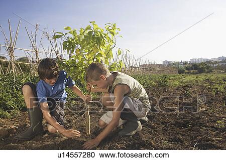 Two brothers planting tree View Large Photo Image Stock Image - Two brothers planting tree. Fotosearch