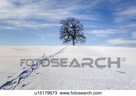 Walking track through winter landscape View Large Photo Image Stock Image - Walking track through winter landscape. Fotosearch