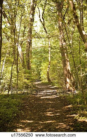 Stock Image - Walkway through forest. Fotosearch