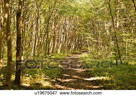 Walkway through forest View Large Photo Image Stock Photo - Walkway through forest. Fotosearch