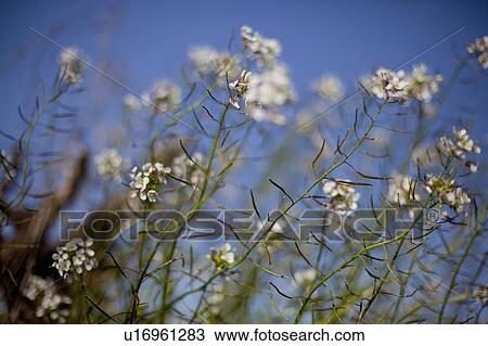 Stock Image - White flowers against blue sky. Fotosearch
