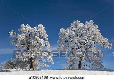White frosted trees in winter landscape View Large Photo Image Stock Photo - White frosted trees in winter landscape. Fotosearch
