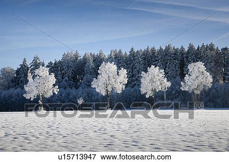 White frosted trees in winter landscape View Large Photo Image Stock Photo - White frosted trees in winter landscape. Fotosearch