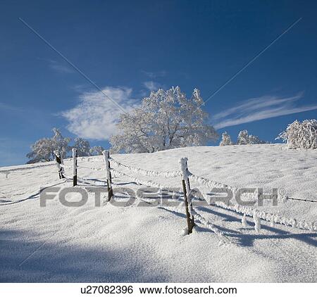 White frosted trees in winter landscape View Large Photo Image Stock Photograph - White frosted trees in winter landscape. Fotosearch