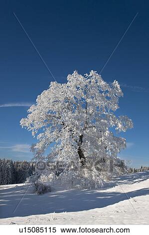 Stock Photography - White frosted trees in winter landscape. Fotosearch