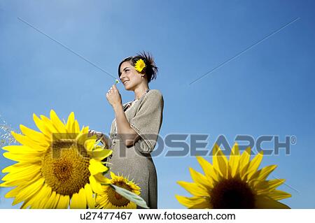 Woman in sunflower field View Large Photo Image Stock Photo - Woman in sunflower field. Fotosearch