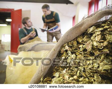 Stock Image - Workers select hops in brewery. Fotosearch