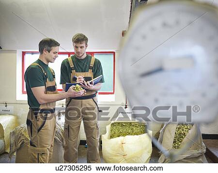 Stock Photography - Workers select hops in brewery. Fotosearch