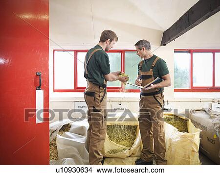 Picture - Workers selecting hops in brewery. Fotosearch