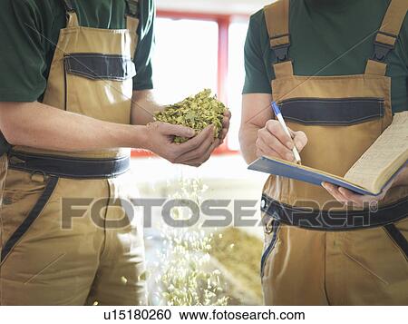 Workers selecting hops in brewery View Large Photo Image Stock Image - Workers selecting hops in brewery. Fotosearch