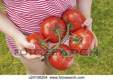 young girl holding ripe tomatoes View Large Photo Image Picture - young girl holding ripe tomatoes. Fotosearch
