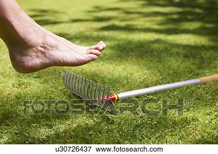 Bare foot about to step on rake View Large Photo Image Stock Photo - Bare foot about to step on rake. Fotosearch
