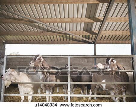 Billy goats in pen on farm View Large Photo Image Picture - Billy goats in pen on farm. Fotosearch