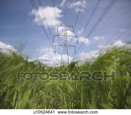 Biomass fuel crop growing by power lines View Large Photo Image Stock Image - Biomass fuel crop growing by power lines. Fotosearch