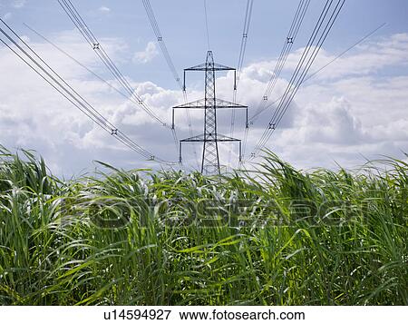 Biomass fuel crop growing by power lines View Large Photo Image Stock Photo - Biomass fuel crop growing by power lines. Fotosearch