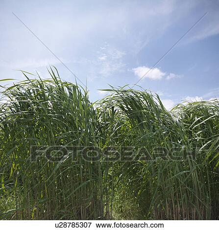 Stock Photo - Biomass fuel crop under blue sky. Fotosearch