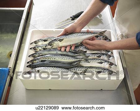 Stock Photo - Boxed mackerel fish in plant. Fotosearch