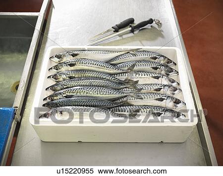 Stock Photography - Boxed mackerel fish in plant. Fotosearch