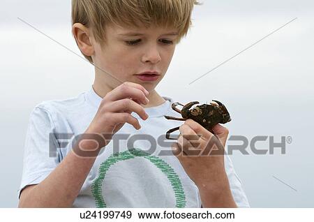 Stock Photo - Boy examining shore crab. Fotosearch
