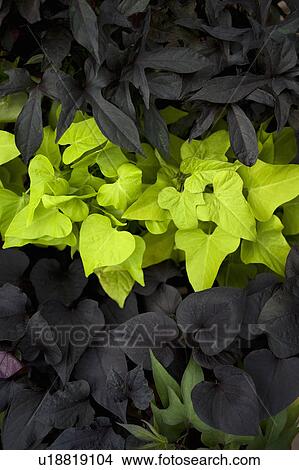 Picture - Bright green leaves against dark leaves. Fotosearch