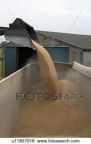 Stock Photograph - Bulldozer pouring wheat grain into truck. Fotosearch