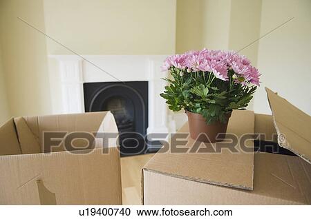 Cardboard boxes and flowers in new home View Large Photo Image Stock Image - Cardboard boxes and flowers in new home. Fotosearch