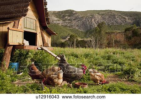 Stock Image - Chickens and hen house in farmyard. Fotosearch