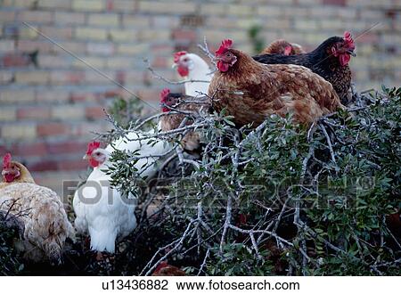 Stock Image - Chickens roosting on tree. Fotosearch