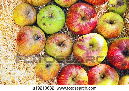 Close up of apples in hay View Large Photo Image Stock Image - Close up of apples in hay. Fotosearch