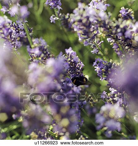 Stock Image - Close up of bee on lavender flowers. Fotosearch