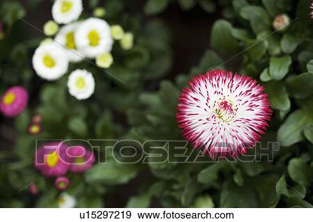 Close up of bellis perenis flower View Large Photo Image Stock Photo - Close up of bellis perenis flower. Fotosearch