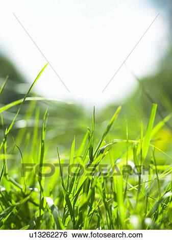 Close up of blades of grass View Large Photo Image Stock Photograph - Close up of blades of grass. Fotosearch