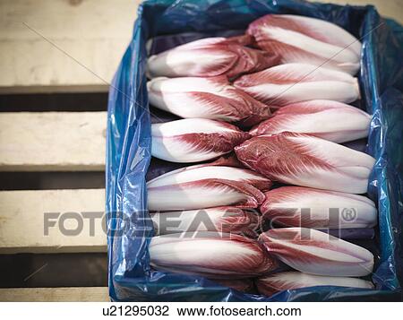Close up of box of endives View Large Photo Image Stock Image - Close up of box of endives. Fotosearch